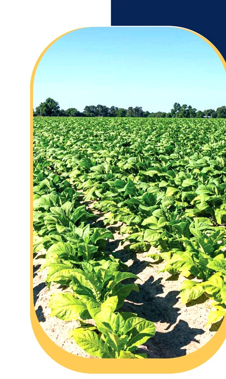 Tobacco farming