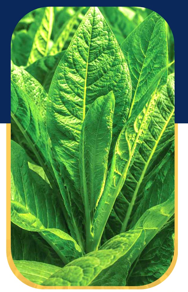 Fresh tobacco leaves