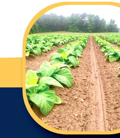 Tobacco field
