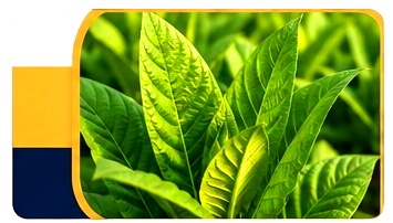 Tobacco leaves